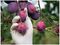 AURELIA 98228