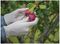 AURELIA 98228